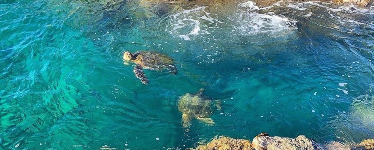 Sea Turtle Lagoon and Black Sand Beach Snorkel in Hilo