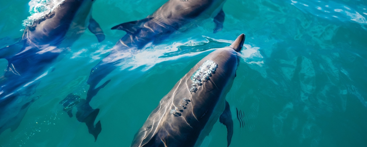 dolphin in Cascais 