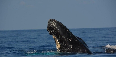 Whale Watching Tour in Kona