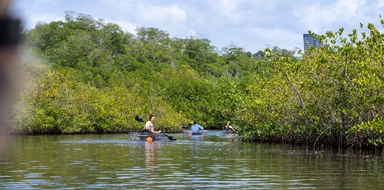 Clear Kayak Tour in Miami