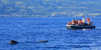 Cover for Whale and dolphin tour to the islet Vila Franca