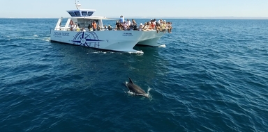 Dolphin watching in Vilamoura