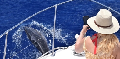 Private whale and dolphin watching tour in Madeira
