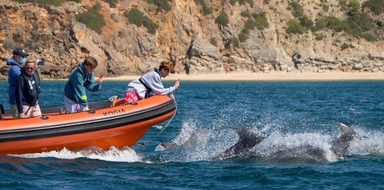 Dolphins Boat Sagres