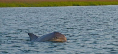 Disappearing Island and Dolphin Tour in Hilton Head