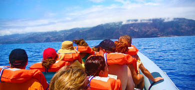 Dolphin watching in Madeira
