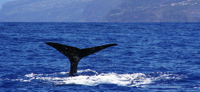 Walvissen in Madeira