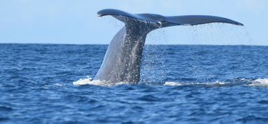Whale watching São Miguel