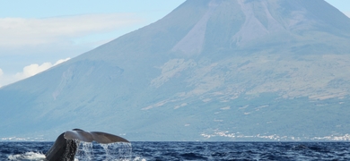 Whale Watching Pico Island