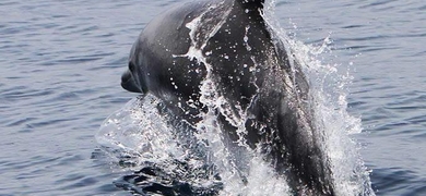 La Gomera dolphin spotting