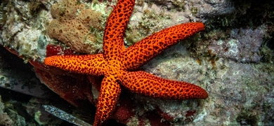 Star fish shore dives Santa Pola