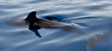 We may find several species of whales and dolphins