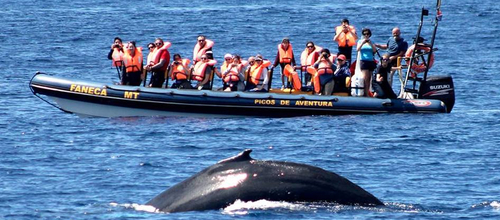 Dolphin & Whale Watching: Cruise Brazil to Azores