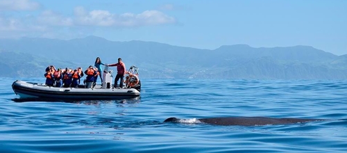 Dolphin & Whale Watching: Cruise Brazil to Azores