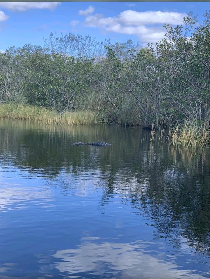 Alligator Airboat Tour in Miami