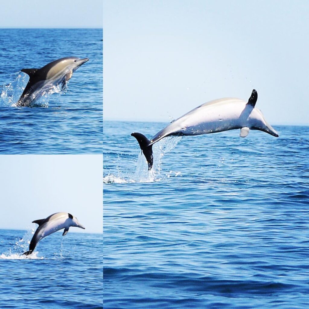 cetaceans in the Algarve