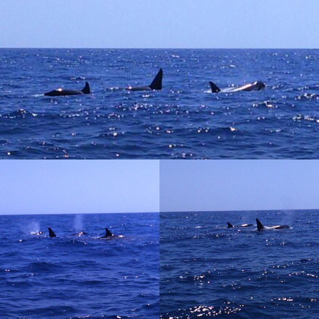 Cetaceans Algarve SeaBookings (4)