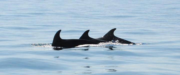 Dolphin watching in Portugal