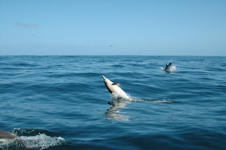 Dolphin-watching-boat-tour-in-Aveiro-3