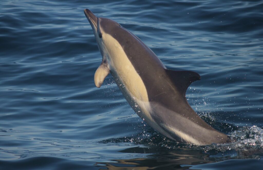 We found many many Common Dolphins