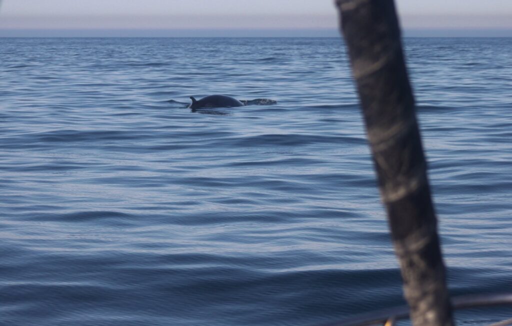 We saw this cute but giant Minke whale 4-5 times!