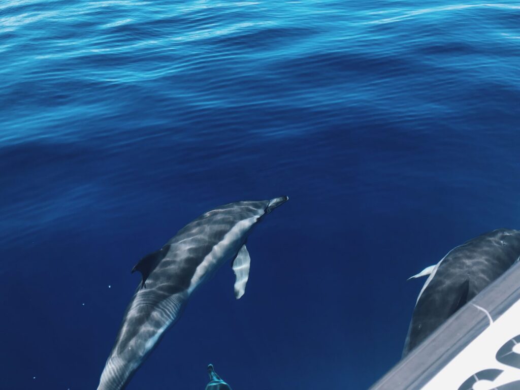 From the boat you can clearly see the dolphins underwater too