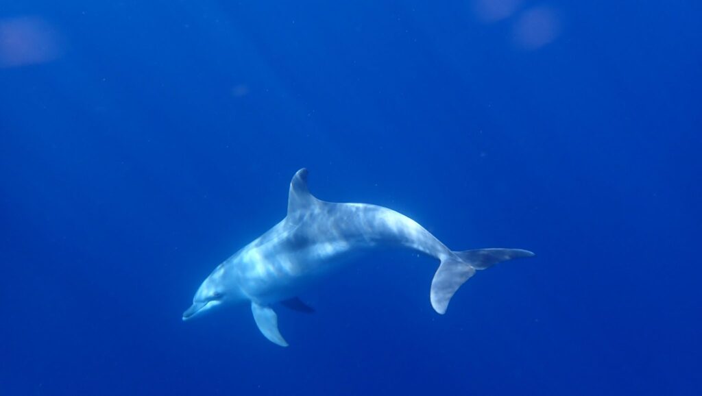 The dolphins are very curious