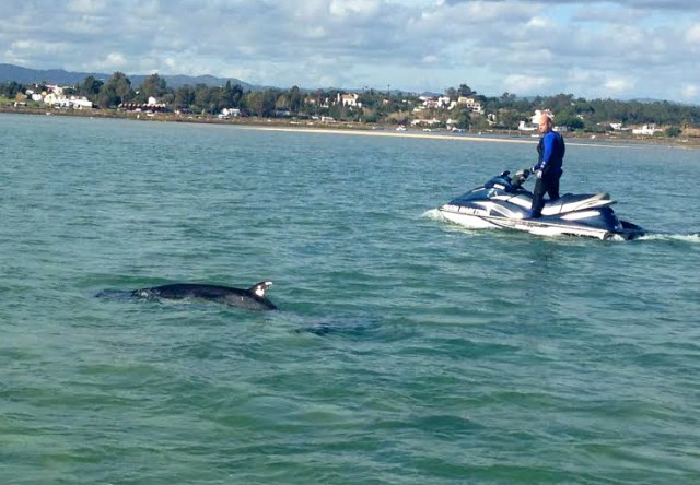 Whales in the Algarve