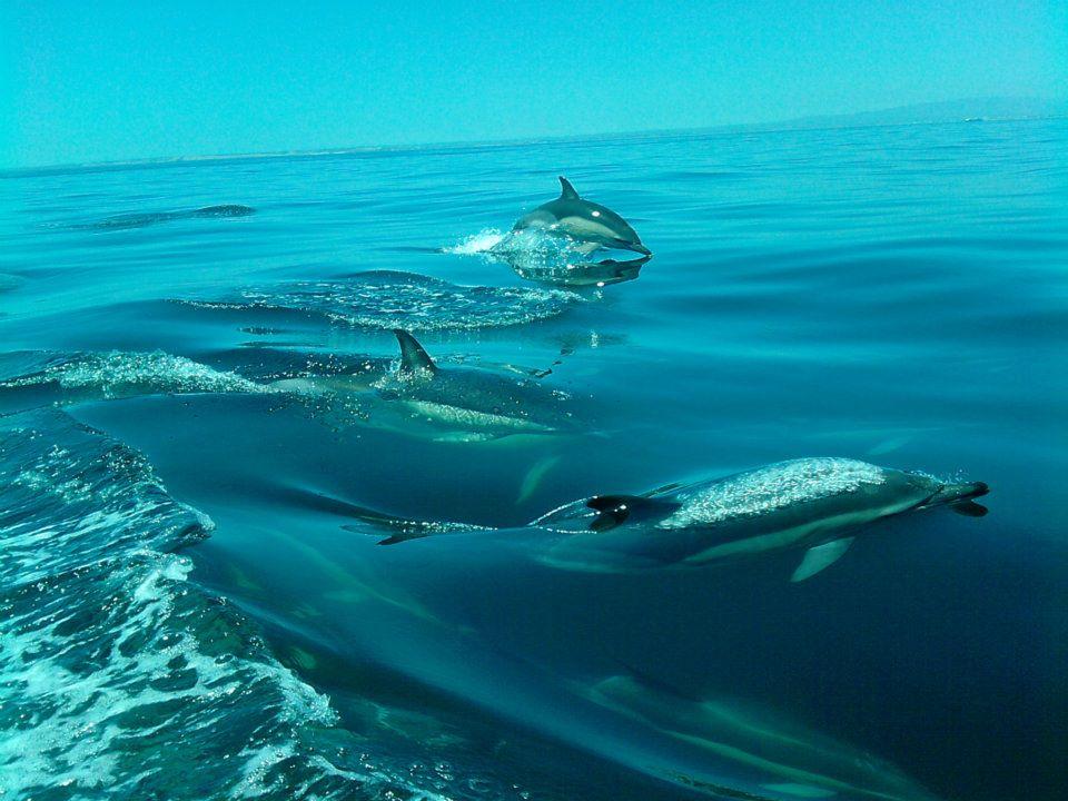 Dolphin watching - Boat Trips -Algarve - Sagres, Lagos, Portimão, Albufeira, Faro