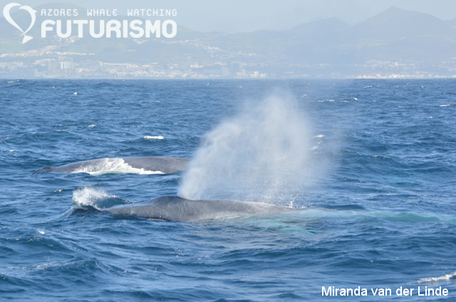 whale-watching-sao-miguel-azores