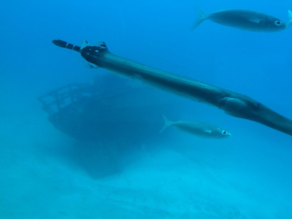 We could see a wreck and several species of fish