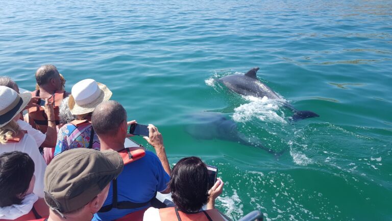 Dolphin watching in Salema