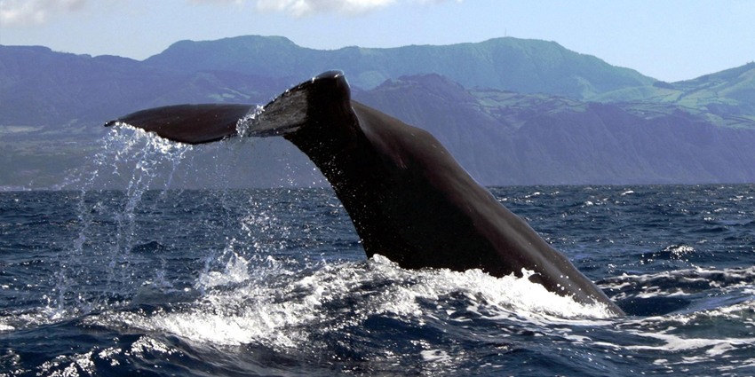 Avistaje de ballenas y excursión en barco por los islotes de las Azores