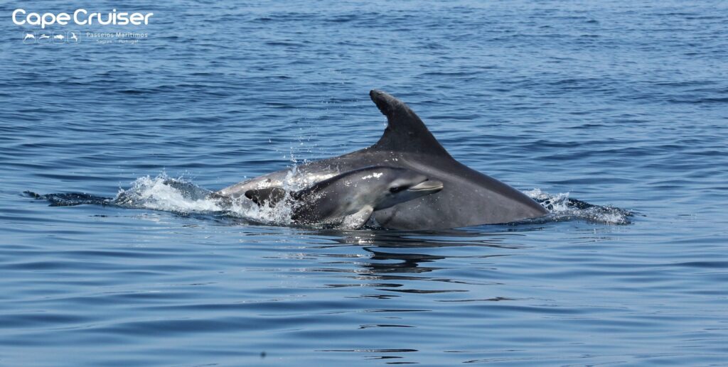 Visita de los delfines de Sagres