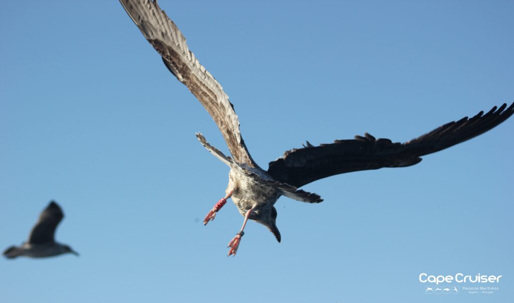 Excursión de observación de aves de Sagres