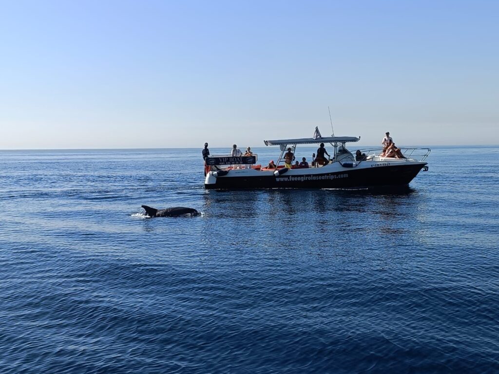 Avistamiento de delfines en Fuengirola