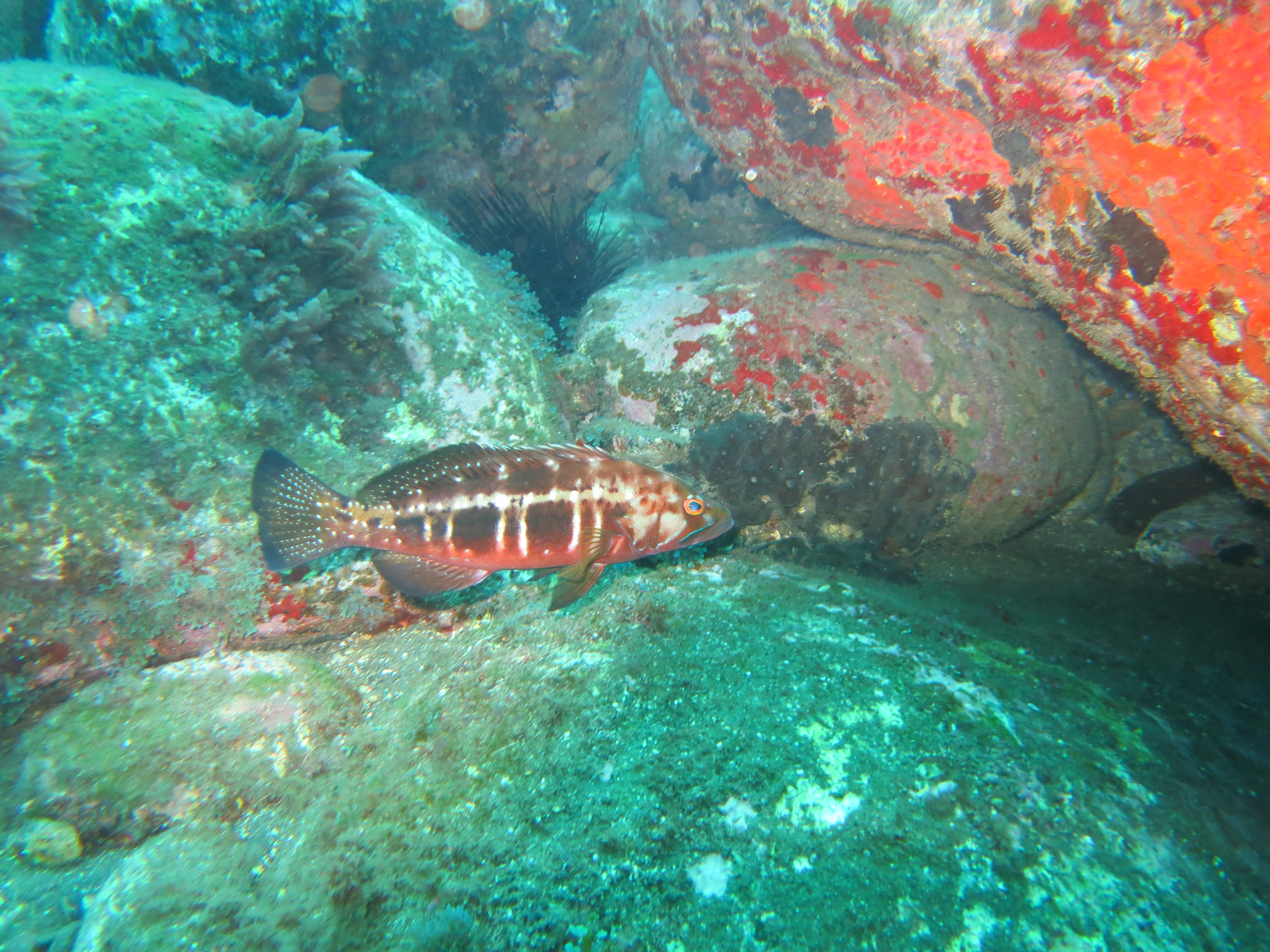 Descubra el buceo en Madeira