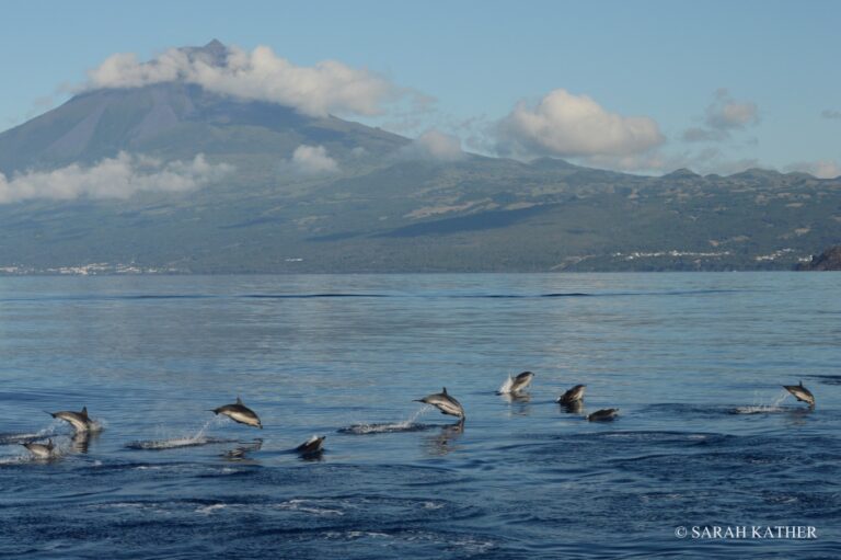 Pico Island Wal- und Delfinbeobachtung