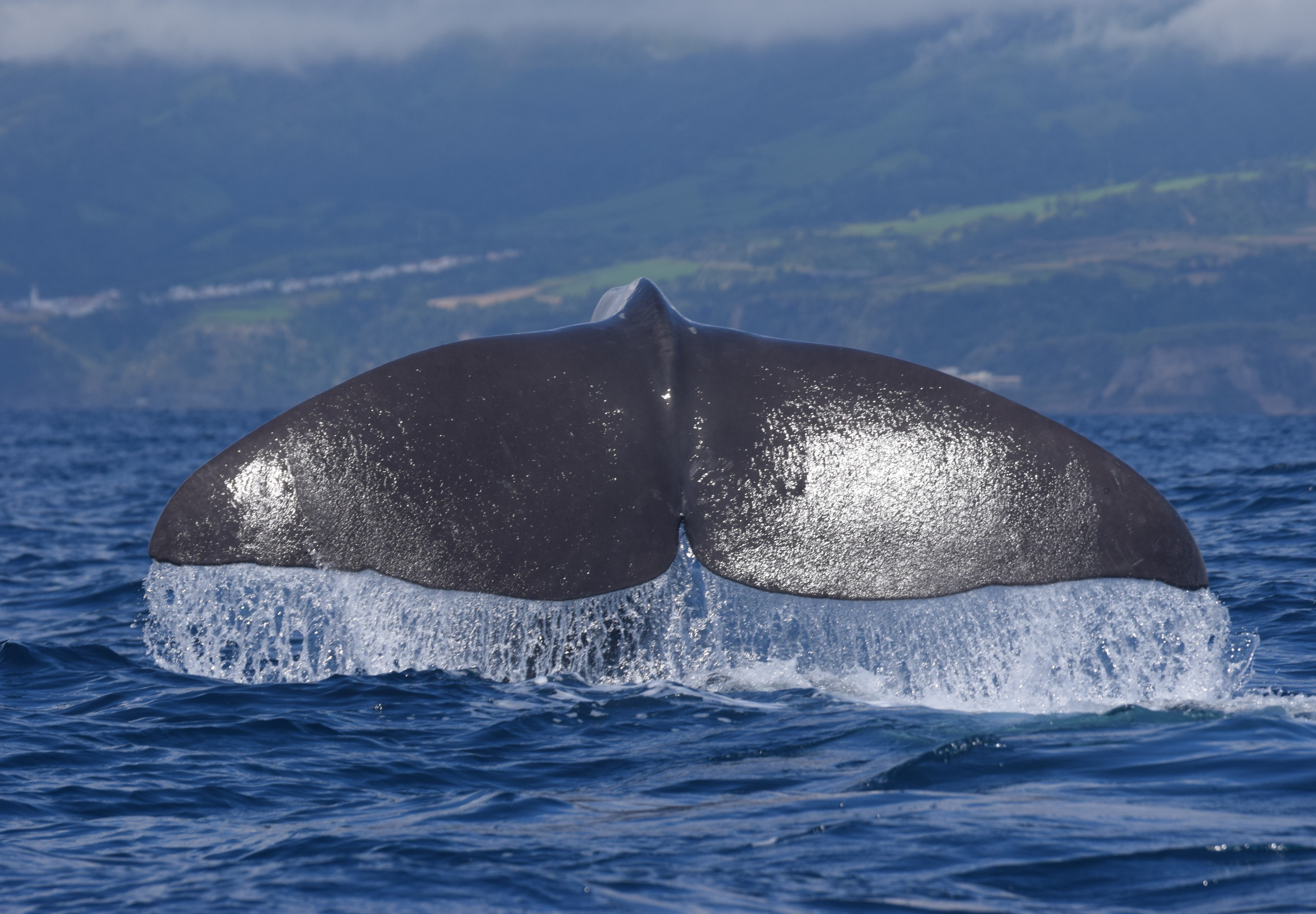 Walbeobachtung in São Miguel - Katamaran