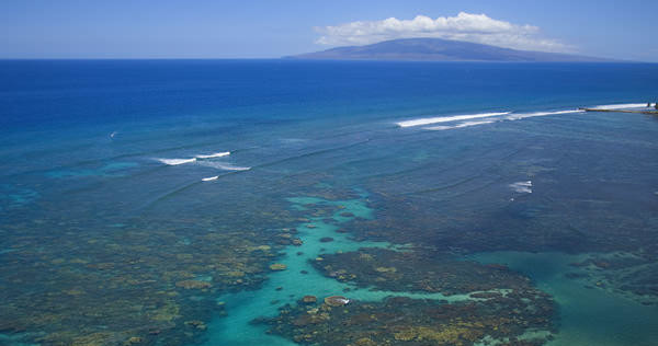 Kayak with Whales and Turtles at Olowalu