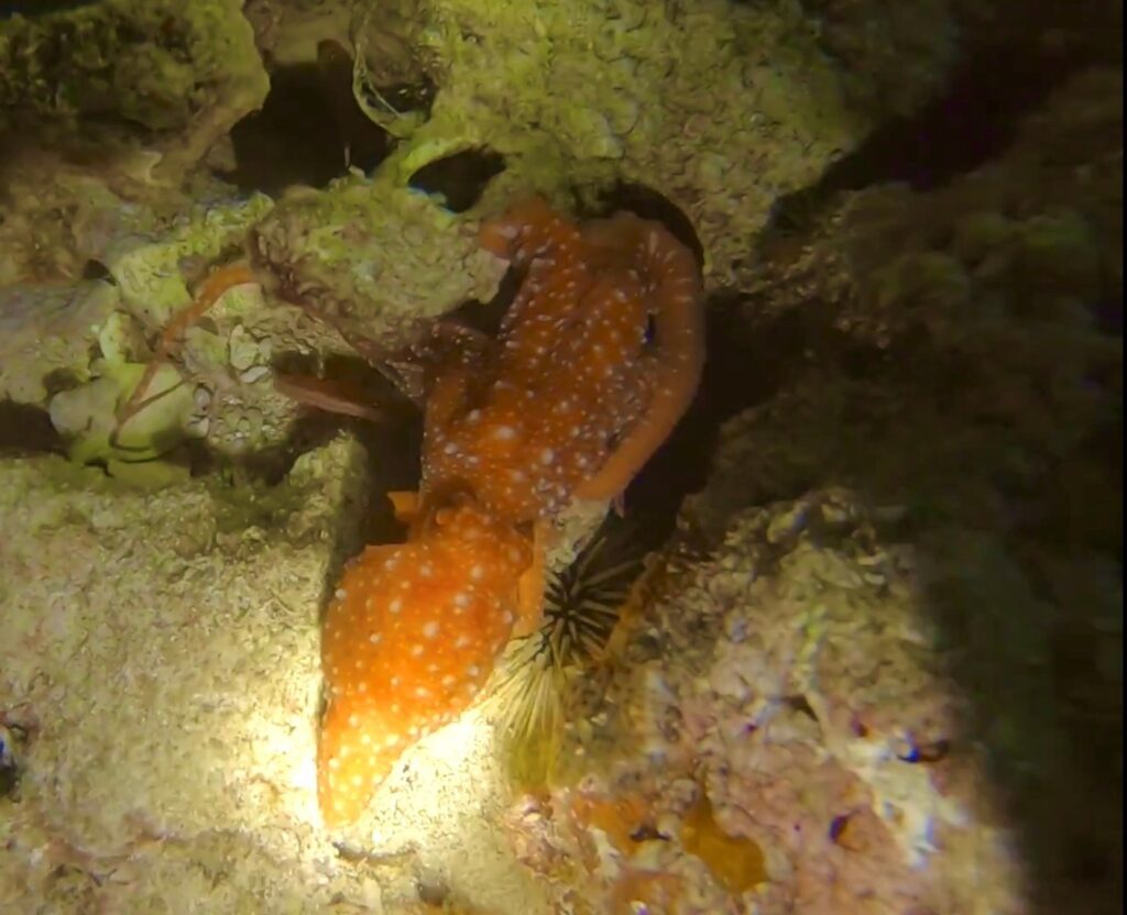 Nachtduiker Cursus in Hilo