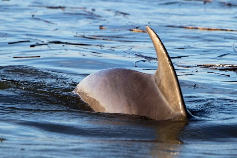 Two-hours Large Private Group Dolphin Tour in Hilton Head