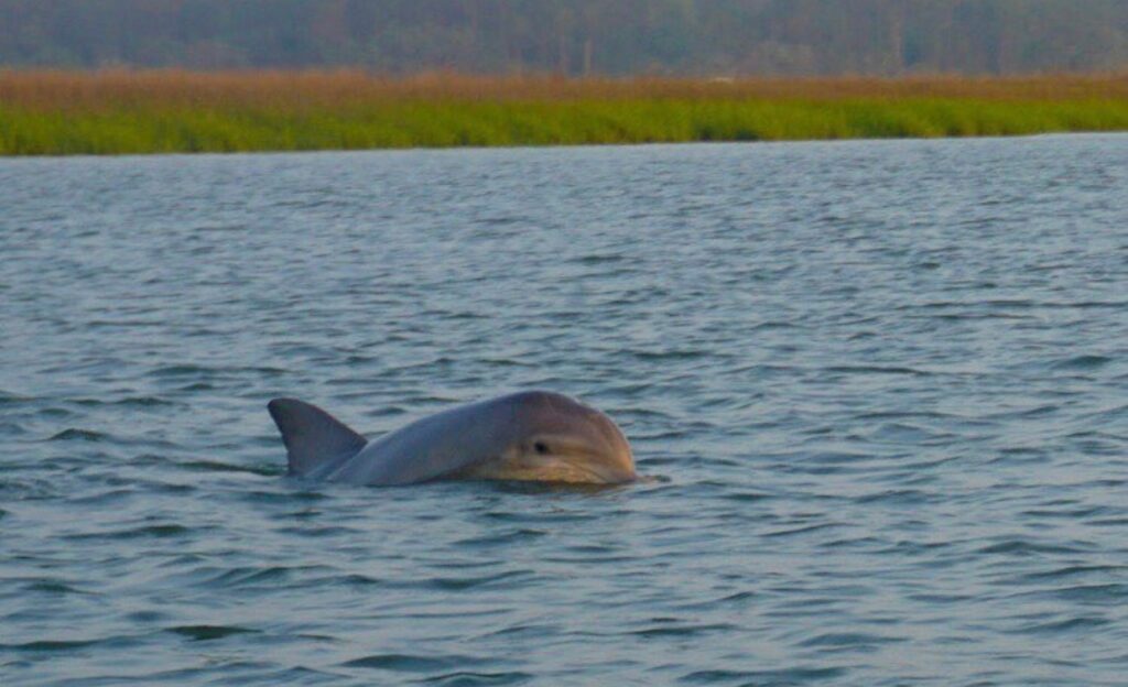 Excursión con delfines al atardecer en Hilton Head