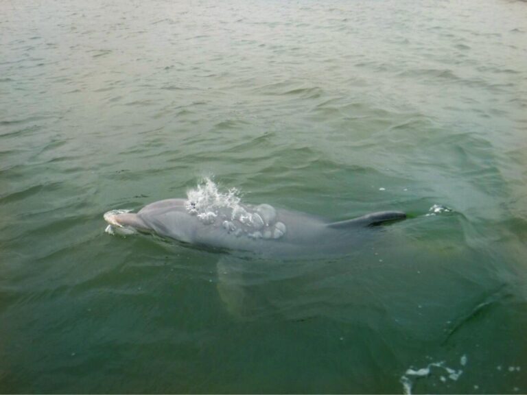 Dolphins & Donuts Tour in Hilton Head