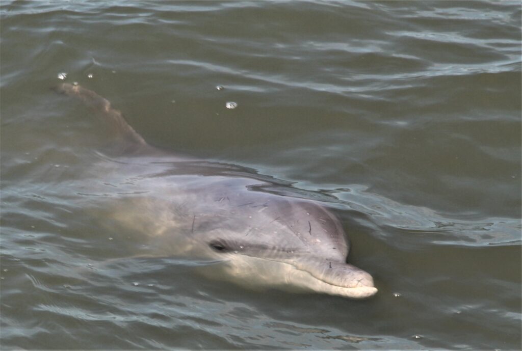 Private Kreuzfahrt zu den Delfinen in Hilton Head