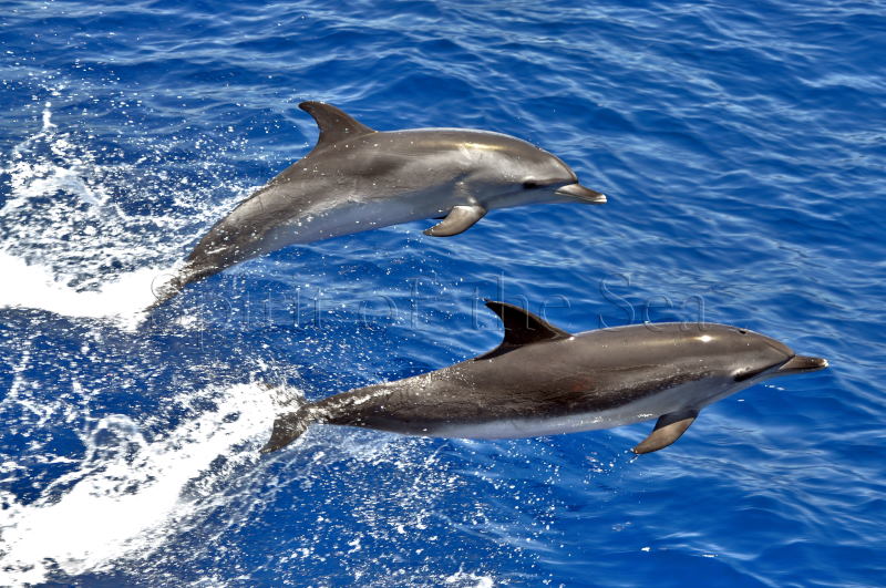 Wal- und Delfinbeobachtung auf Gran Canaria