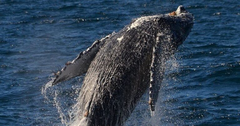 San Diego Whale & Dolphin Watching Sunset Cruise