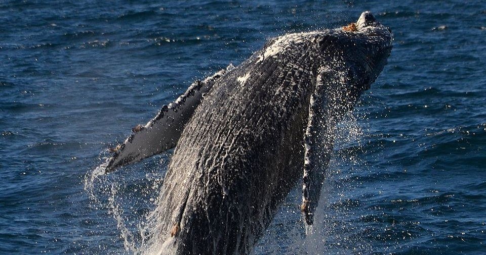 San Diego walvis- en dolfijnobservatie cruise bij zonsondergang