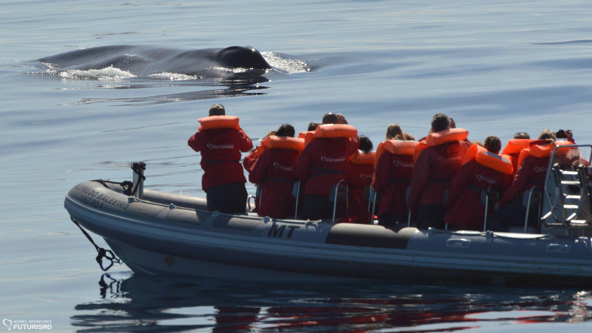 Avistaje de ballenas y delfines en São Miguel - Zodiac