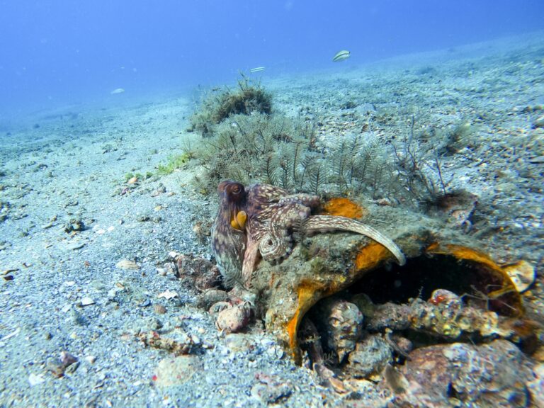 Snorkeling Tour in Riviera Beach